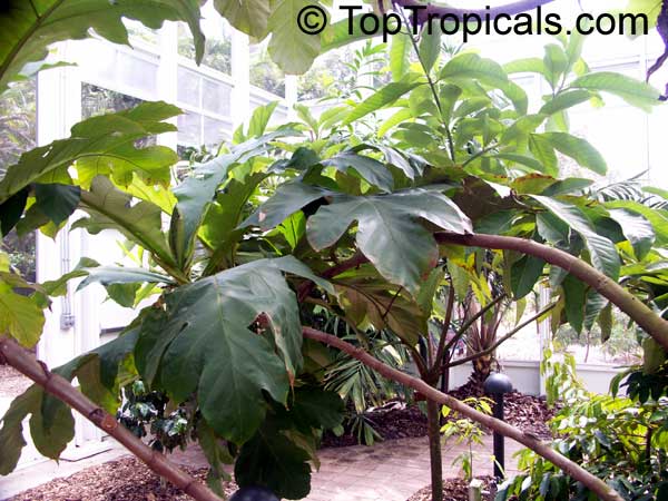 آرتوکارپوس سریکارپوس - معرفی درختان میوه